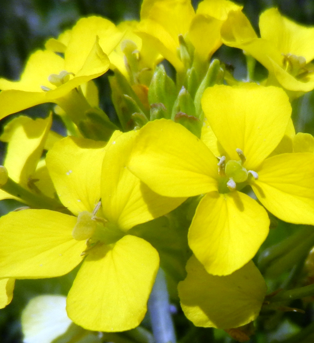 エリシマムの花言葉と誕生花 花の持つ言葉