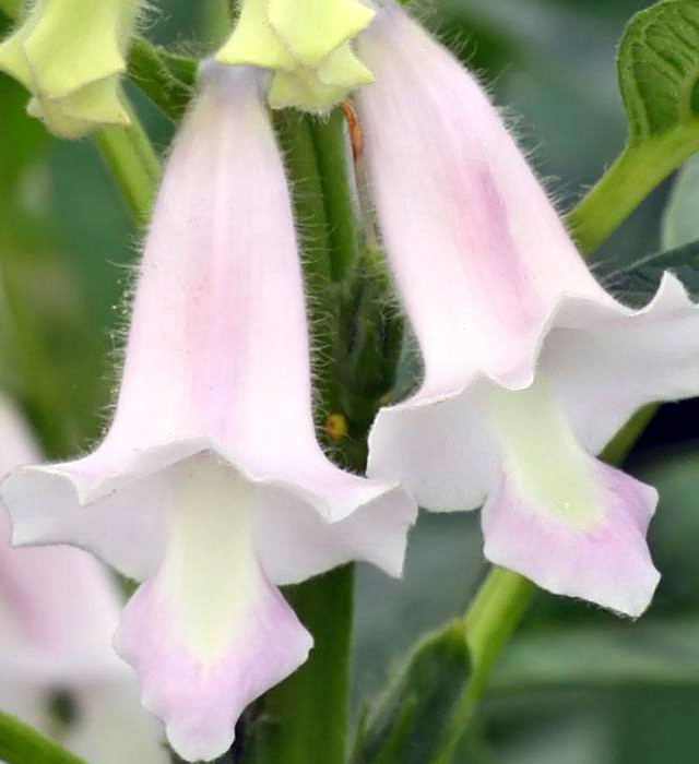 ゴマ 胡麻 の花言葉と誕生花 花の持つ言葉