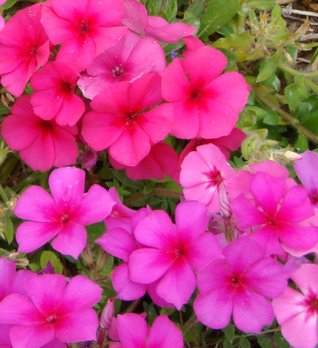 フロックスの花言葉と誕生花 花の持つ言葉