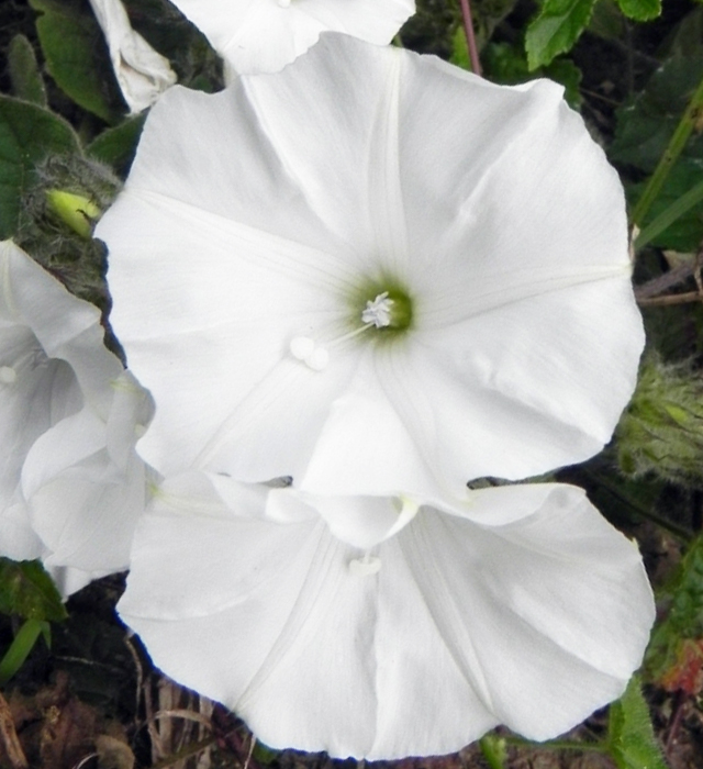 白色のアサガオ（朝顔）の写真