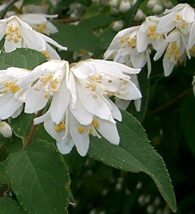 ウツギ 空木 の花言葉と誕生花 花の持つ言葉