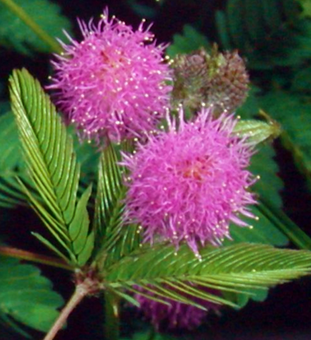 オジギソウ お辞儀草 含羞草 の花言葉と誕生花 花の持つ言葉