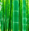 タケ（竹）