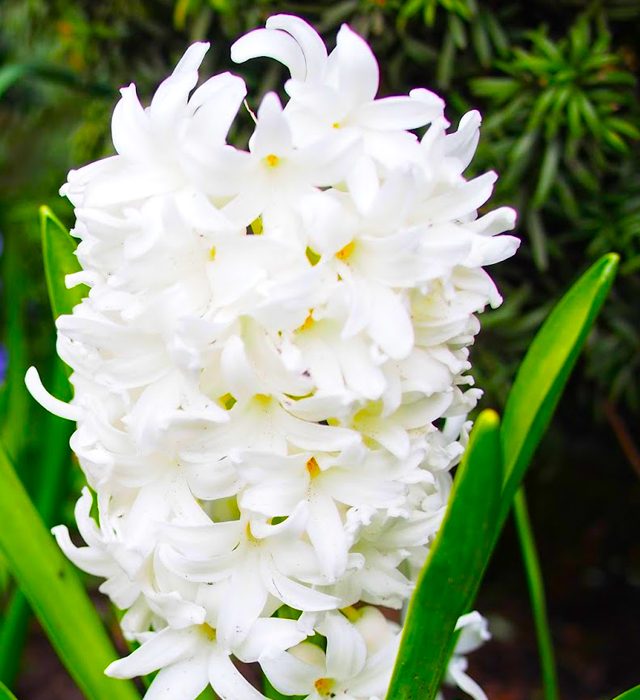 白色のヒヤシンスの花言葉と誕生花－花の持つ言葉