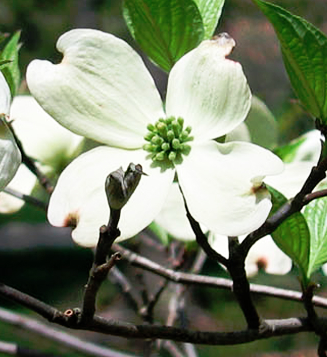 ハナミズキ（花水木）の写真