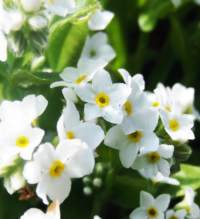 白色のワスレナグサ 勿忘草 の花言葉と誕生花 花の持つ言葉