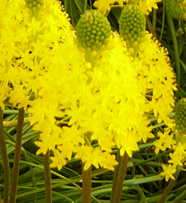 ブルビネラの花言葉と誕生花 花の持つ言葉