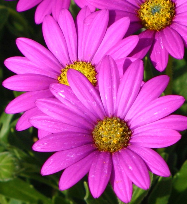 オステオスペルマムの花言葉と誕生花 花の持つ言葉