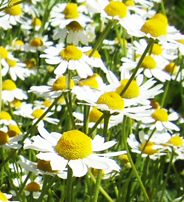 ジャーマンカモミールの花言葉と誕生花 花の持つ言葉