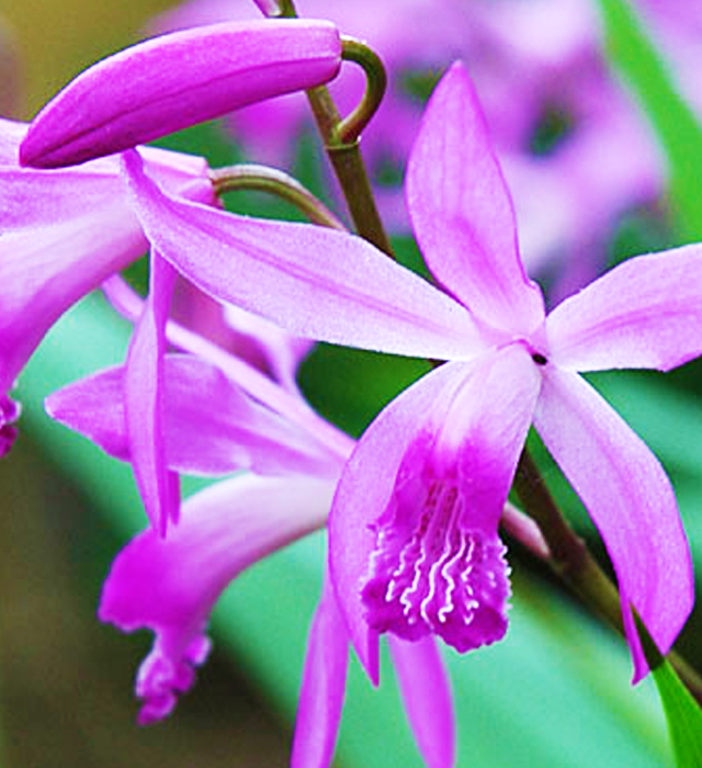 シラン（紫蘭）の写真