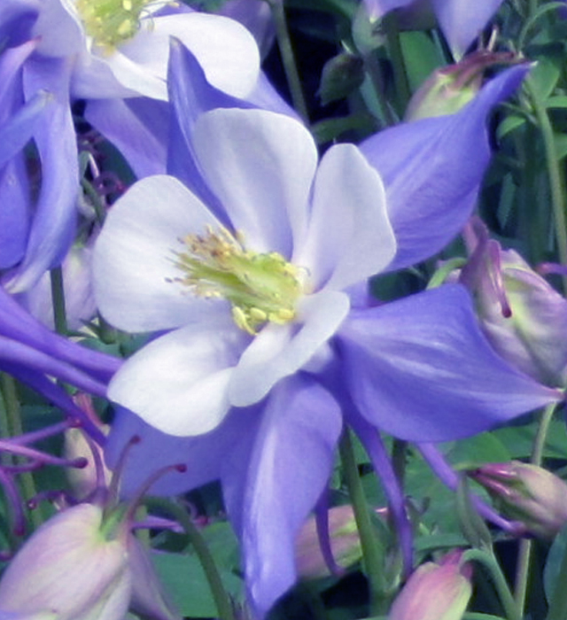 オダマキ 苧環 の花言葉と誕生花 花の持つ言葉