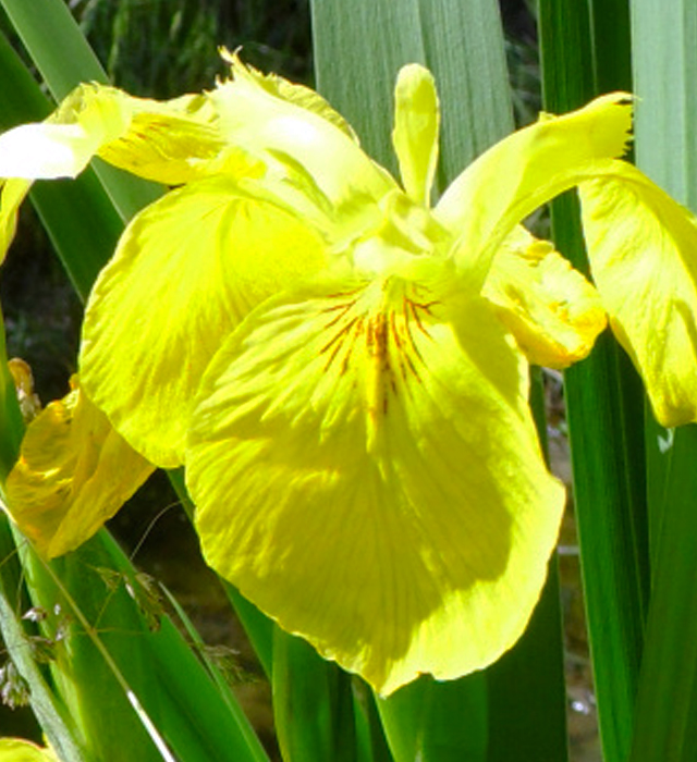 キショウブ 黄菖蒲 の花言葉と誕生花 花の持つ言葉