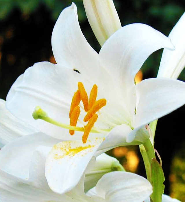 カサブランカの花言葉と誕生花 花の持つ言葉