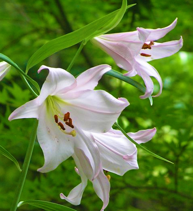 ササユリ 笹百合 の花言葉と誕生花 花の持つ言葉