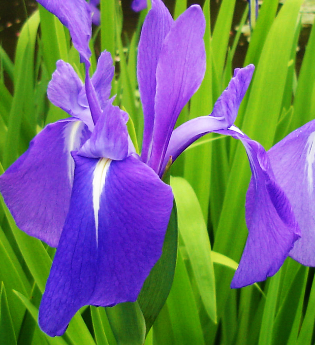 カキツバタ 燕子花 杜若 の花言葉と誕生花 花の持つ言葉