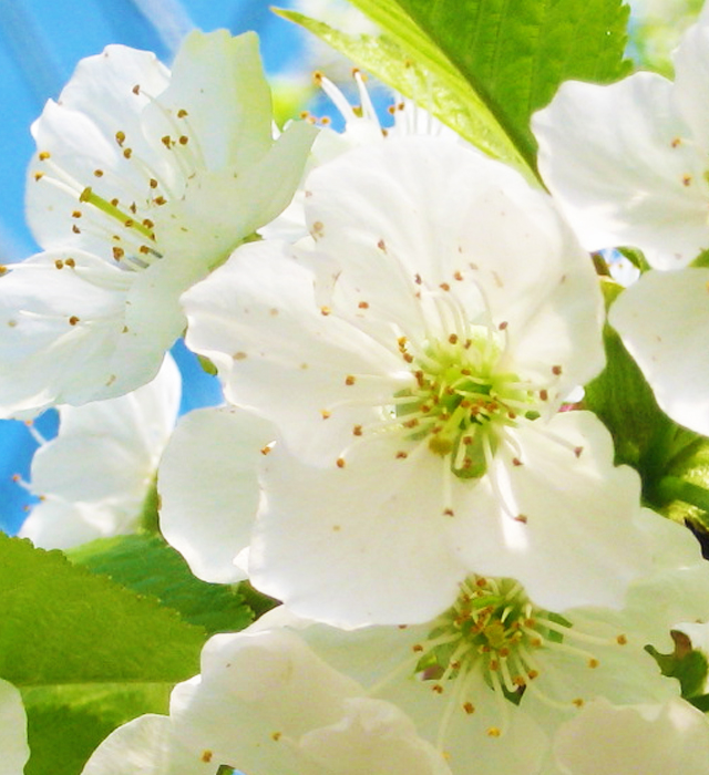 サクランボの花言葉と誕生花 花の持つ言葉