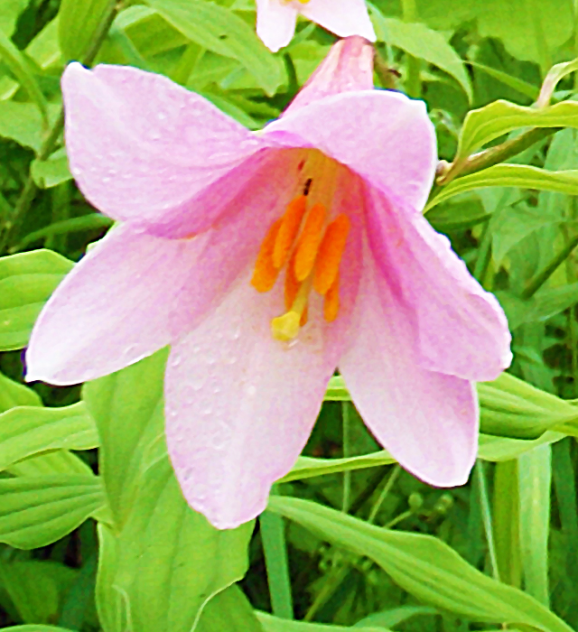 オトメユリ 乙女百合 の花言葉と誕生花 花の持つ言葉