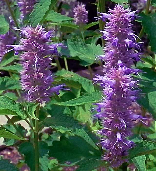 ヒソップの花言葉と誕生花 花の持つ言葉