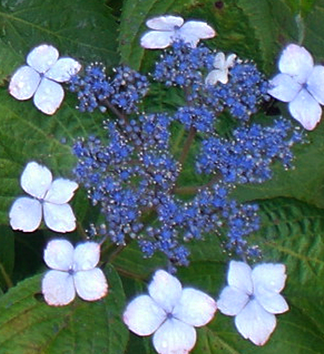 ガクアジサイ（額紫陽花）の写真