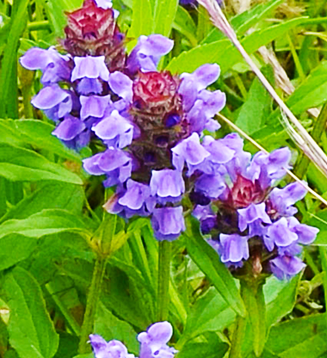 ウツボグサ（靫草）の花言葉と誕生花－花の持つ言葉