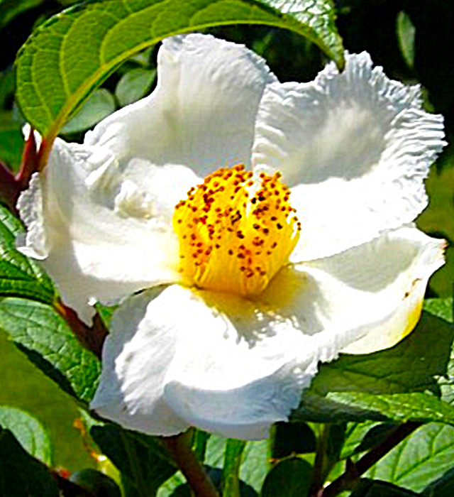 ナツツバキ 夏椿 の花言葉と誕生花 花の持つ言葉