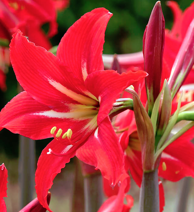 アマリリスの花言葉と誕生花 花の持つ言葉