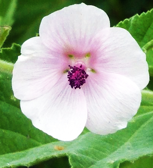 ウスベニタチアオイ 薄紅立葵 の花言葉と誕生花 花の持つ言葉