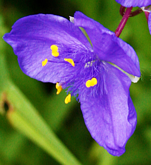 ムラサキツユクサ 紫露草 の花言葉と誕生花 花の持つ言葉