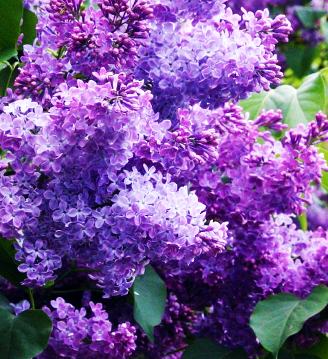 ライラック（紫色）の写真