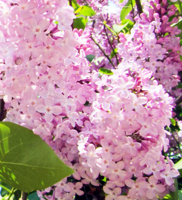 ライラック ピンク色 の花言葉と誕生花 花の持つ言葉