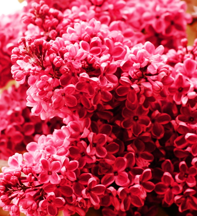 ライラック 赤色 の花言葉と誕生花 花の持つ言葉