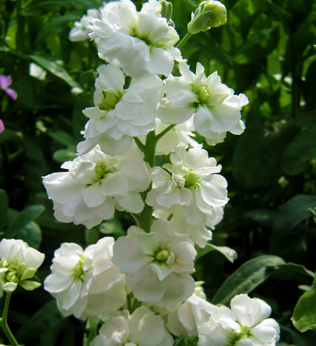 ストックの花言葉と誕生花 花の持つ言葉