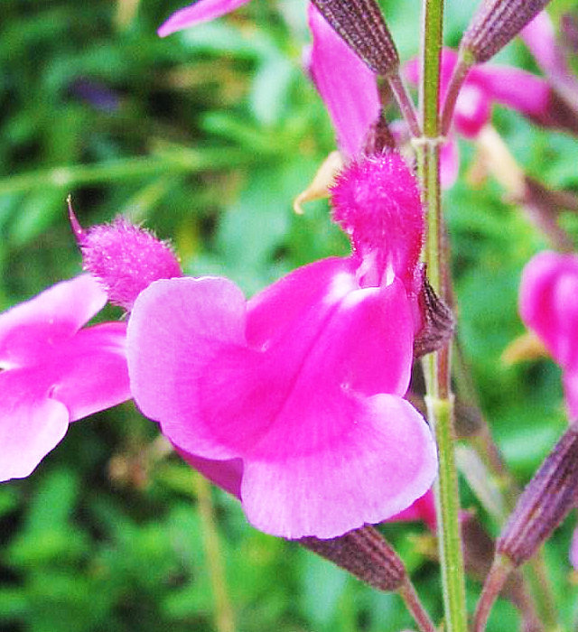 チェリーセージの花言葉と誕生花 花の持つ言葉