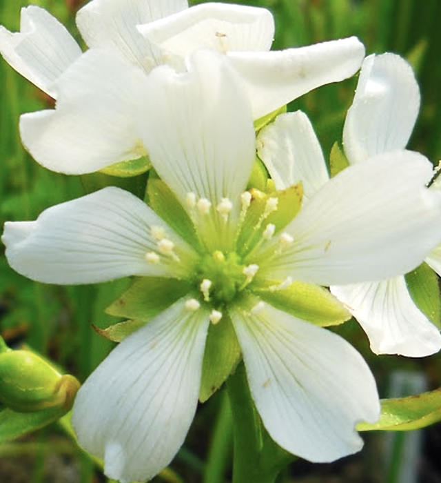 ハエトリソウ 蝿取草 の花言葉と誕生花 花の持つ言葉