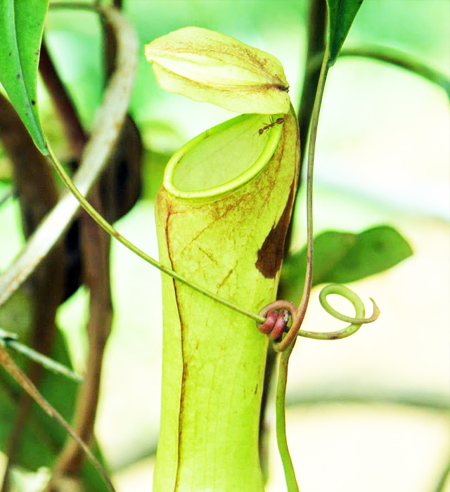 花には様々な花言葉が付けられています。ウツボカズラ（靫葛・靫蔓）の花言葉はどんな言葉が付けられているのでしょうか？