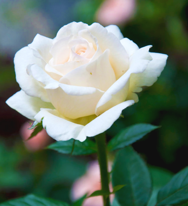 白色のバラ（薔薇）の写真