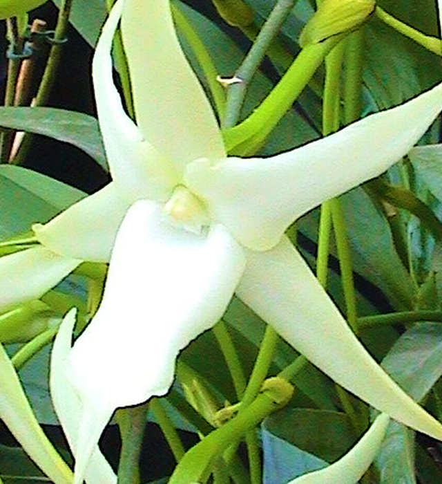 アングレカムの花言葉と誕生花 花の持つ言葉