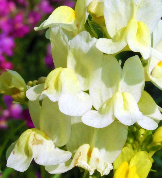 リナリアの花言葉と誕生花 花の持つ言葉