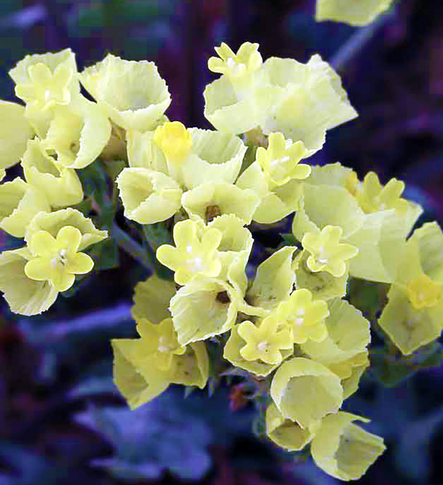 黄色のスターチスの花言葉と誕生花 花の持つ言葉