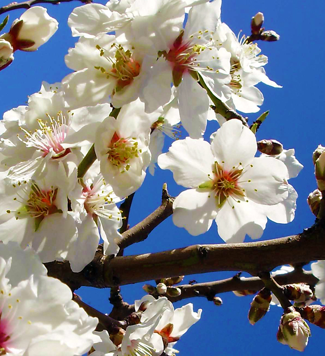 アーモンドの花言葉と誕生花 花の持つ言葉