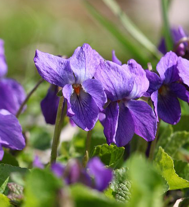 ニオイスミレ 匂菫 の花言葉と誕生花 花の持つ言葉