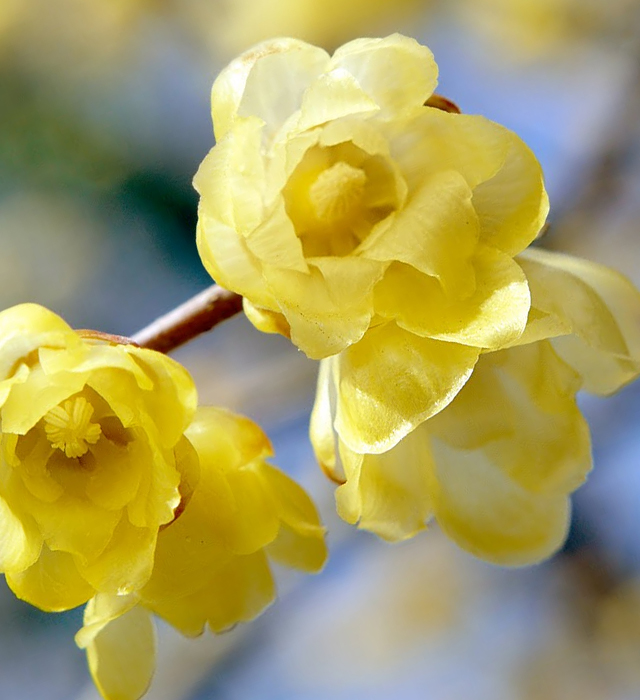 花には様々な花言葉が付けられています。ロウバイ（蝋梅）の花言葉はどんな言葉が付けられているのでしょうか？