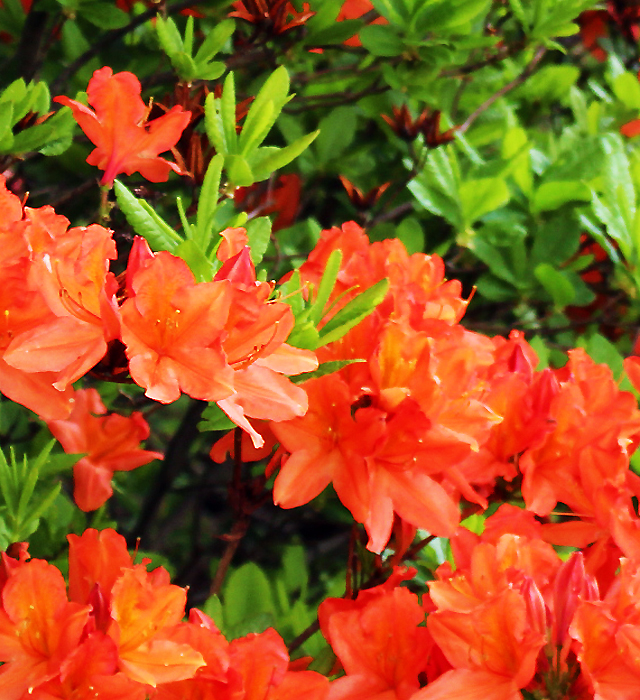 レンゲツツジ 蓮華躑躅 の花言葉と誕生花 花の持つ言葉