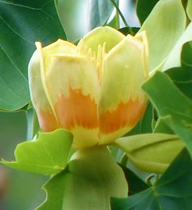 ポプラの花言葉と誕生花 花の持つ言葉