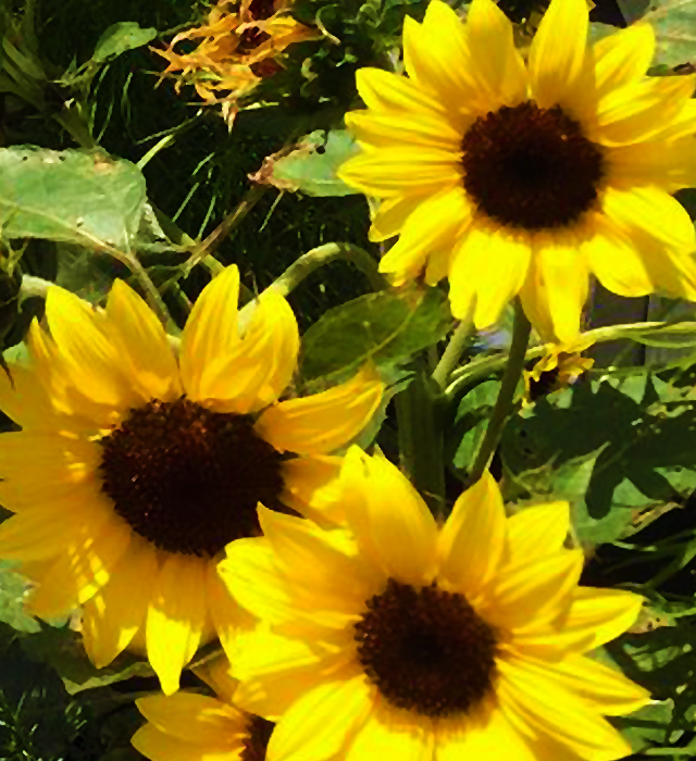 ミニヒマワリの花言葉と誕生花 花の持つ言葉