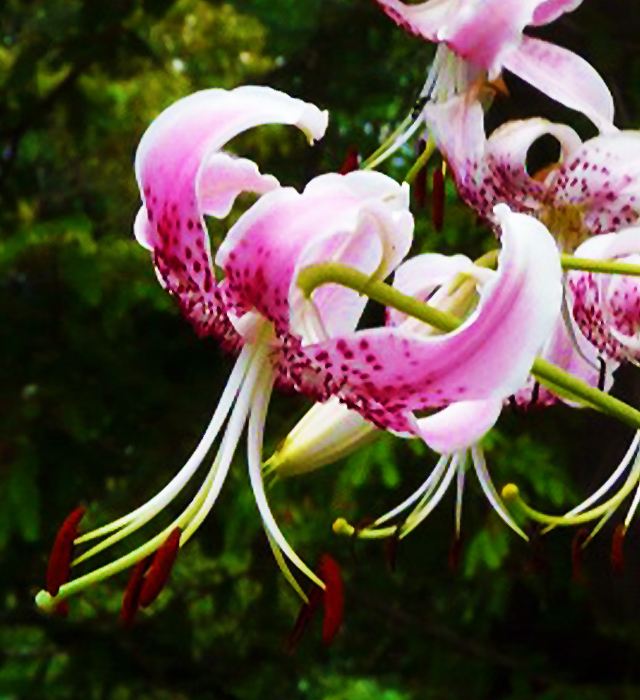 カノコユリ 鹿子百合 の花言葉と誕生花 花の持つ言葉