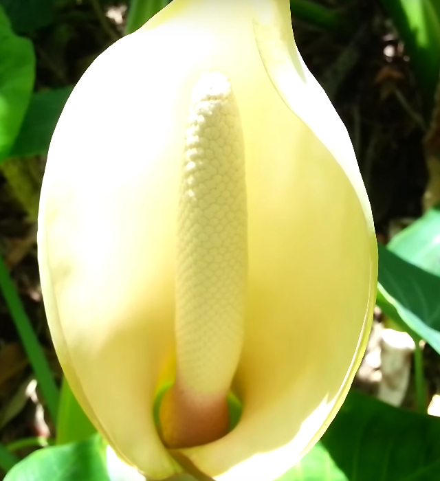 クワズイモ 不食芋 の花言葉と誕生花 花の持つ言葉