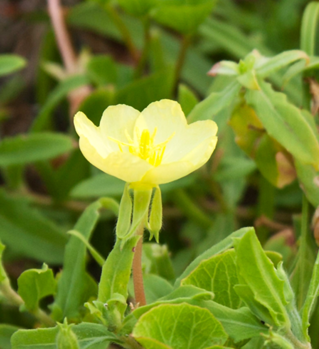 コマツヨイグサ 小待宵草 の花言葉と誕生花 花の持つ言葉