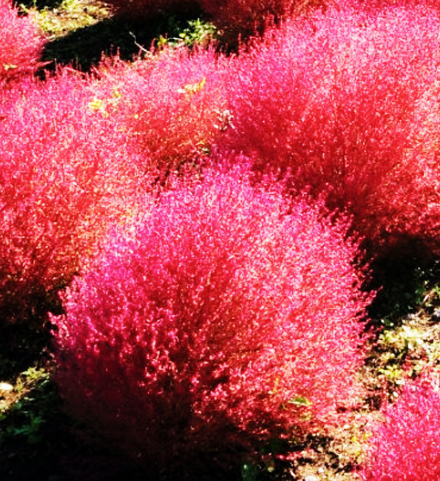 コキアの花言葉と誕生花 花の持つ言葉