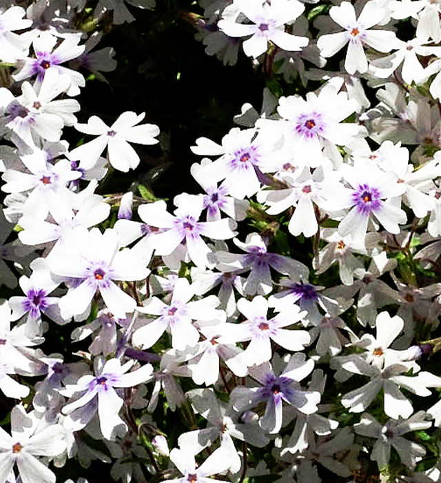 白色のシバザクラの花言葉と誕生花 花の持つ言葉